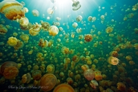 水母湖 Jellyfish-Lake