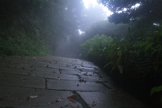 梧桐一夜听风雨 ---- 记梧桐夜登露营
