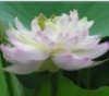 莲lotus花 的头像