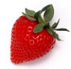 草莓叉子 的头像