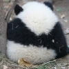 熊猫元元 的头像