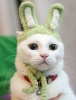 兔孖猫 的头像