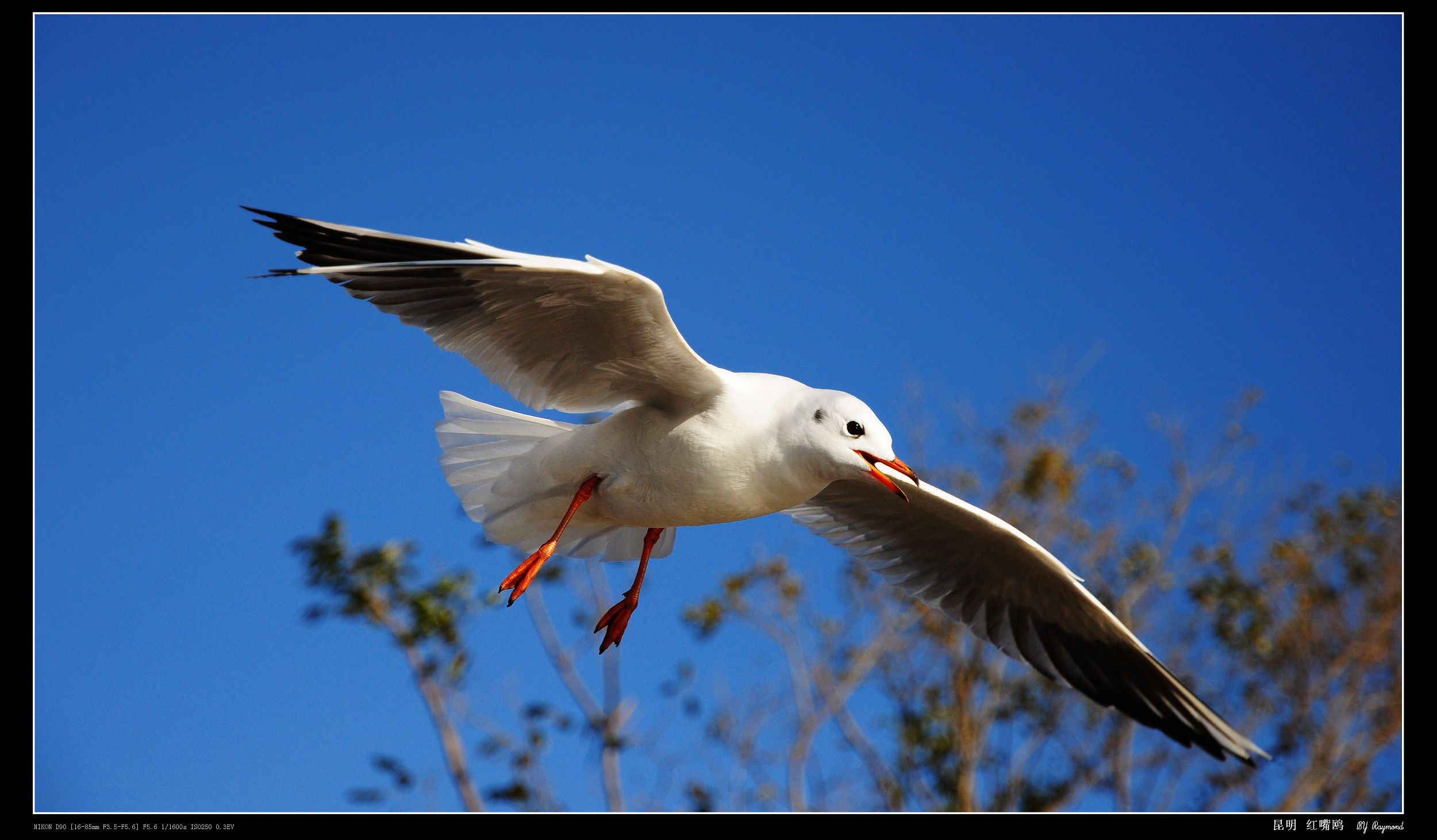 03 昆明滇池红嘴海鸥随拍
