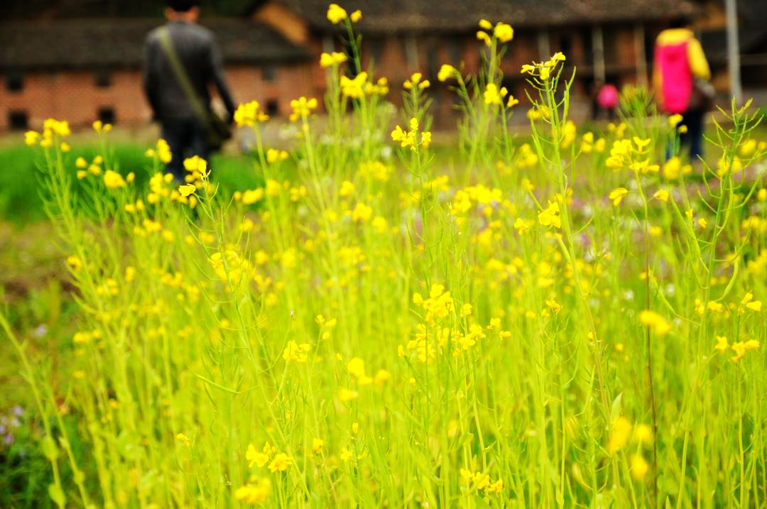 瀏陽高坪油菜花,大圍山pp