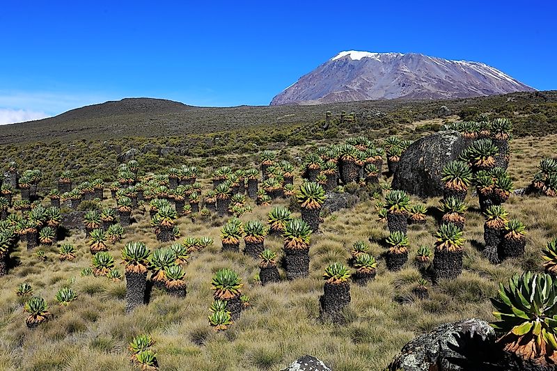 makalu线路第三天的小乞力马扎罗千里光林,一株株小盆景的模样,甚是
